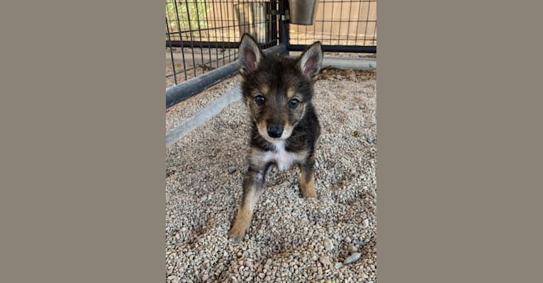 Cilantro, a Border Collie and Coyote mix tested with EmbarkVet.com