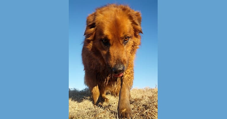 Kodiak, a Labrador Retriever and Chow Chow mix tested with EmbarkVet.com