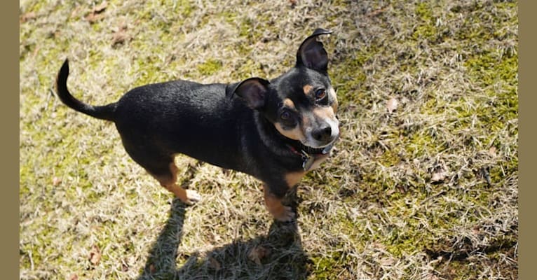 Photo of Biscuit aka Biz, a Chihuahua, Rat Terrier, Toy Fox Terrier, Dachshund, and Miniature Pinscher mix in Little Rock, Arkansas, USA
