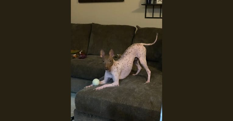 Photo of Auggie, an American Hairless Terrier  in Canton, Ohio, USA