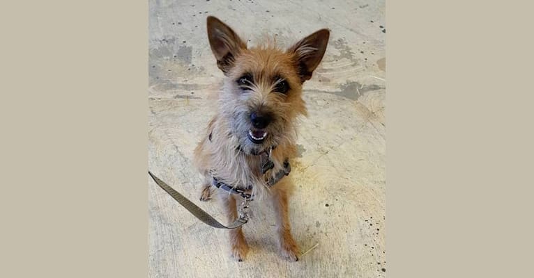 Kepler, an Australian Cattle Dog and Yorkshire Terrier mix tested with EmbarkVet.com