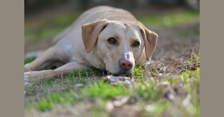 Willow, a Labrador Retriever and Treeing Walker Coonhound mix tested with EmbarkVet.com