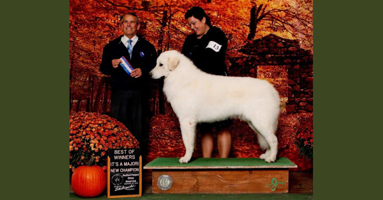 Szumeria kuvasz deals
