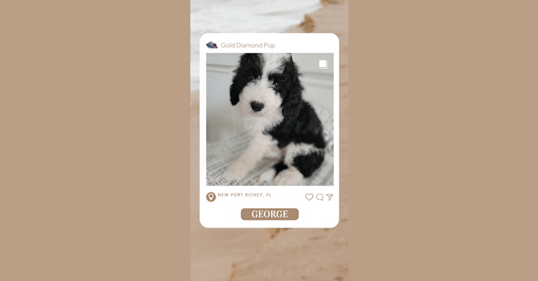 George, a Bernedoodle tested with EmbarkVet.com