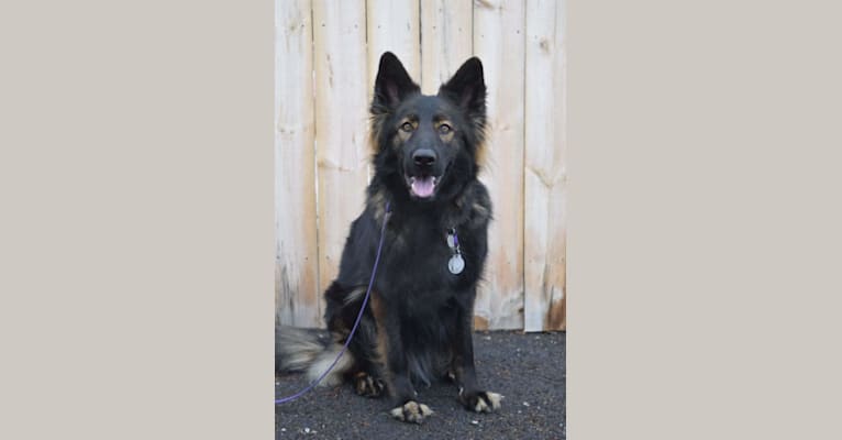 Sasha, a German Shepherd Dog tested with EmbarkVet.com