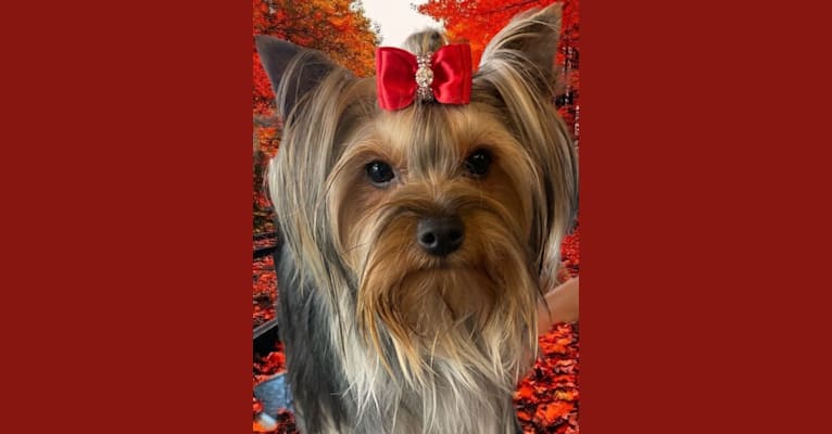 Photo of Abbey, a Yorkshire Terrier  in Torrance, CA, USA
