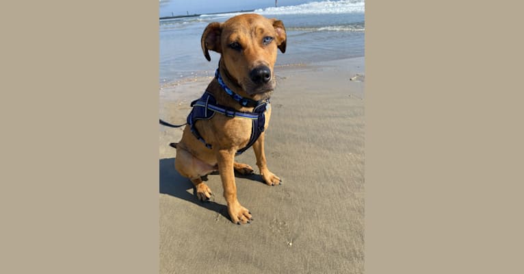 Walker, an American Pit Bull Terrier and Rottweiler mix tested with EmbarkVet.com