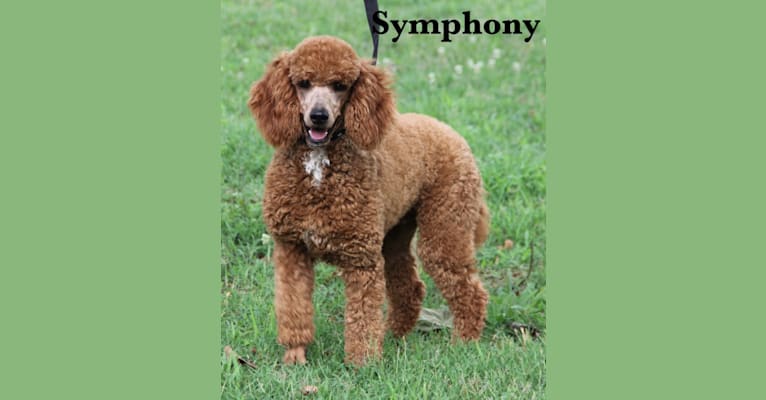 Symphony, a Poodle tested with EmbarkVet.com