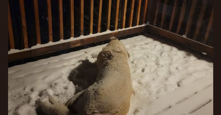 Wyatt "Murderbot" Wolf-Hauser, a Great Pyrenees and Anatolian Shepherd Dog mix tested with EmbarkVet.com