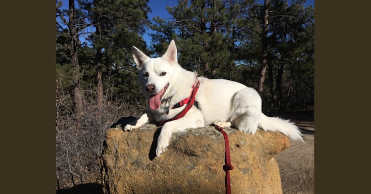 Shadow, an American Eskimo Dog and Australian Cattle Dog mix tested with EmbarkVet.com