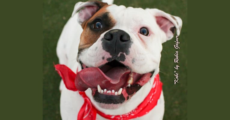 Kobe, a Bulldog and American Pit Bull Terrier mix tested with EmbarkVet.com