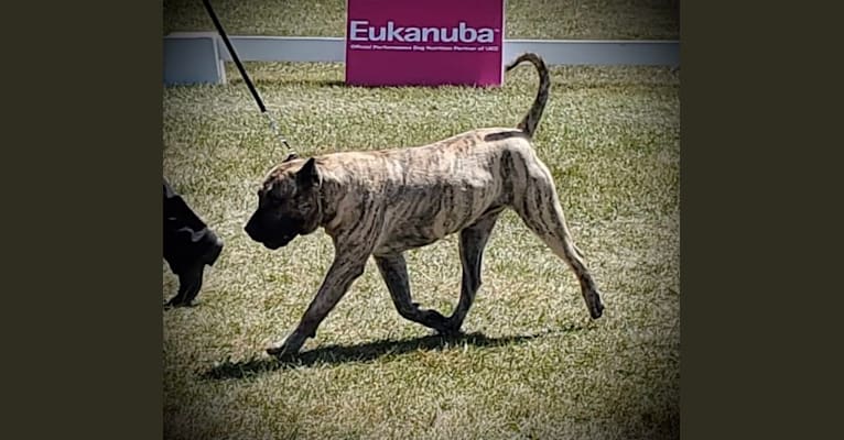 Dexter, a Perro de Presa Canario tested with EmbarkVet.com
