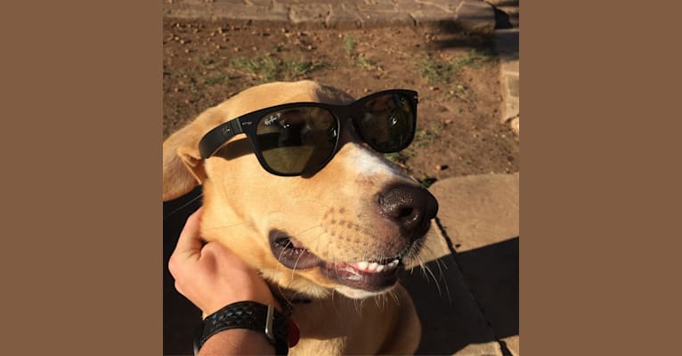 Louie, a Labrador Retriever and Staffordshire Terrier mix tested with EmbarkVet.com