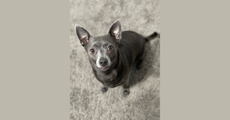 Skeeter, a Chihuahua tested with EmbarkVet.com