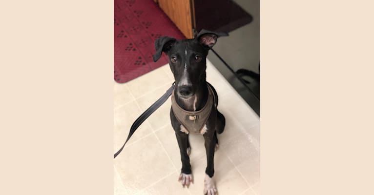 Toby, a Bull Terrier and American Pit Bull Terrier mix tested with EmbarkVet.com