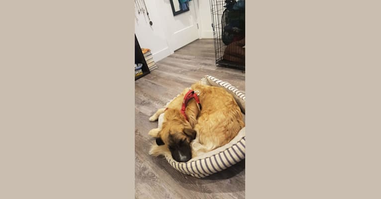 Juno, a Saint Bernard and German Shepherd Dog mix tested with EmbarkVet.com