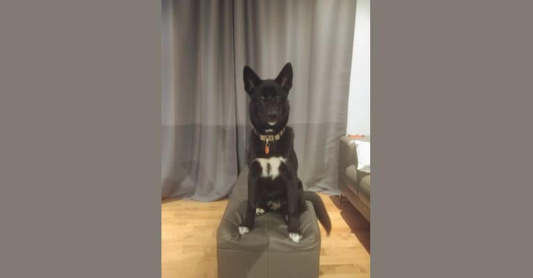 Jäger, a Greenland Dog and German Shepherd Dog mix tested with EmbarkVet.com
