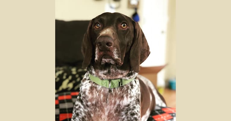 Hoyt Archibold, a German Shorthaired Pointer tested with EmbarkVet.com