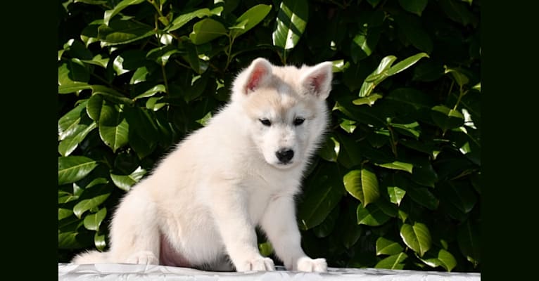 Astraea, a Siberian Husky and German Shepherd Dog mix tested with EmbarkVet.com