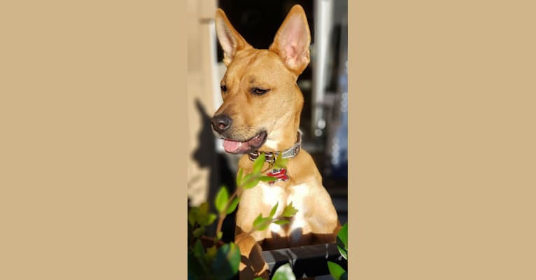PENELOPE, a Boxer and German Shepherd Dog mix tested with EmbarkVet.com