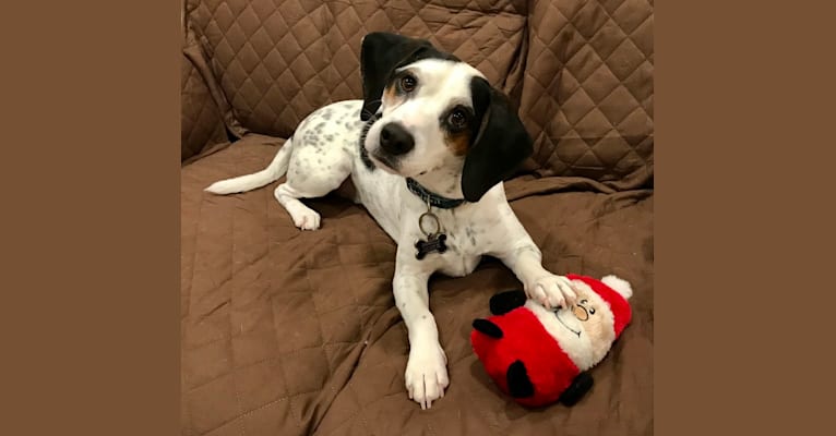 Snoopy, a Beagle and Mountain Cur mix tested with EmbarkVet.com