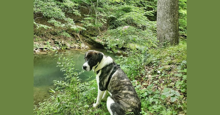 Moose, an Anatolian Shepherd Dog and Great Pyrenees mix tested with EmbarkVet.com