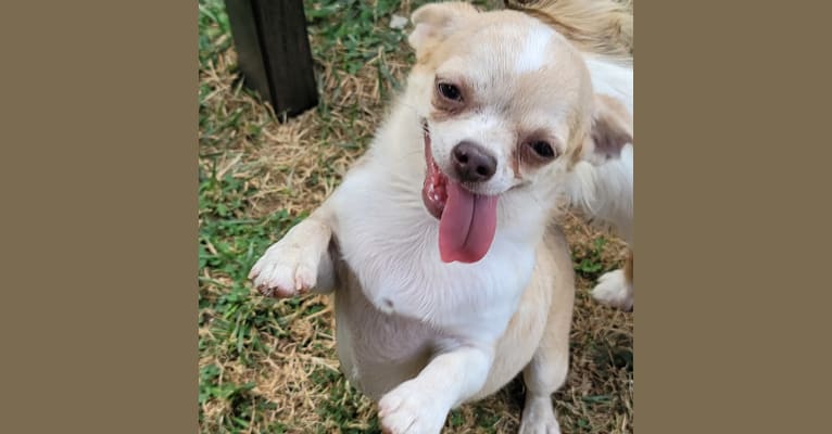 Vanellope, a Chihuahua tested with EmbarkVet.com