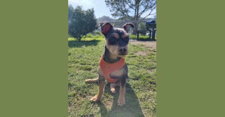 Photo of Nacho Saenz-Stevenson, a Chihuahua, Miniature Pinscher, Rat Terrier, Poodle (Small), and Dachshund mix in Sausalito, California, USA