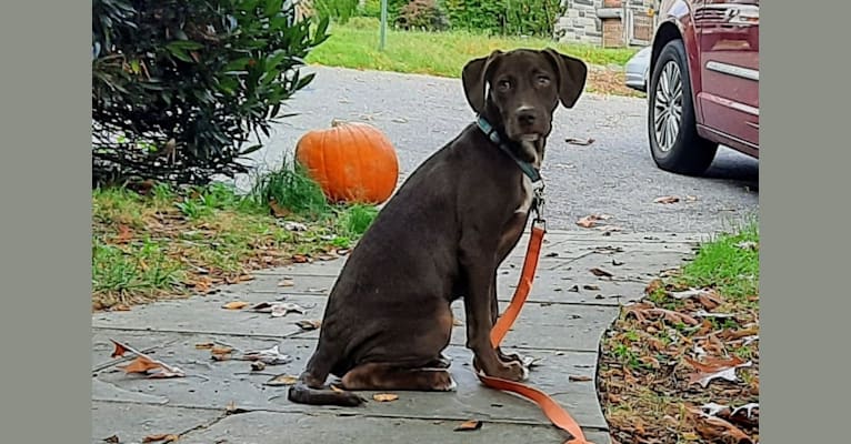 Valkyrie, a Golden Retriever and Labrador Retriever mix tested with EmbarkVet.com