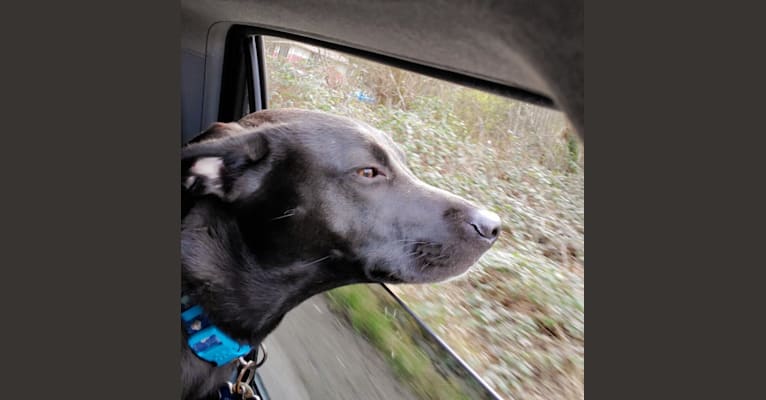 Photo of Oliver, an American Pit Bull Terrier, Siberian Husky, Alaskan Malamute, German Shepherd Dog, and Mixed mix in Yakima, WA, USA