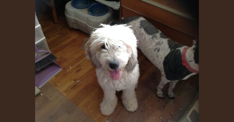 Photo of mira, a St. Berdoodle  in Boise, ID, USA