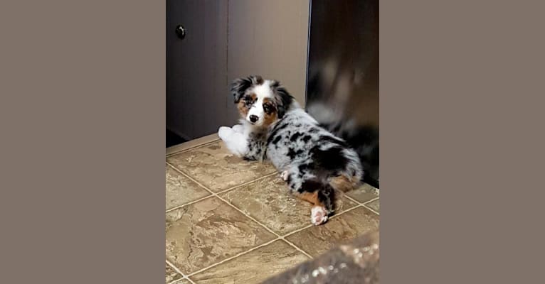 Zoey, an Australian Shepherd Group tested with EmbarkVet.com