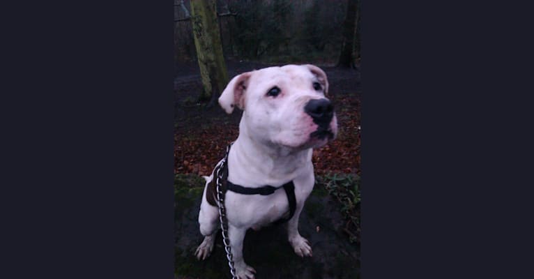 Zebady, a Staffordshire Bull Terrier tested with EmbarkVet.com
