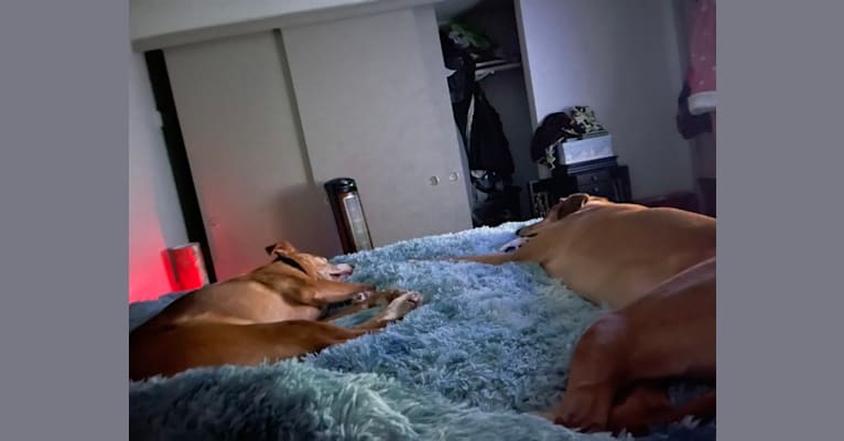 Photo of George, a Redbone Coonhound, Siberian Husky, Black and Tan Coonhound, Labrador Retriever, Plott, and Rottweiler mix in Tacoma, Washington, USA
