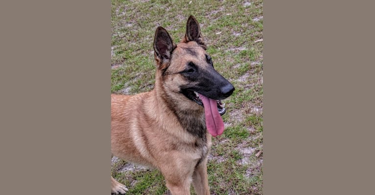 Turick malinois online