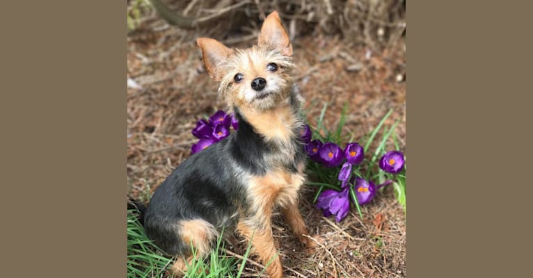 Lucy, a Yorkshire Terrier and Miniature Pinscher mix tested with EmbarkVet.com