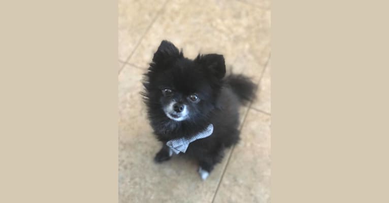 Raji, a Pomeranian and Papillon mix tested with EmbarkVet.com