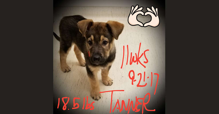 Tanner, a German Shepherd Dog and American Pit Bull Terrier mix tested with EmbarkVet.com