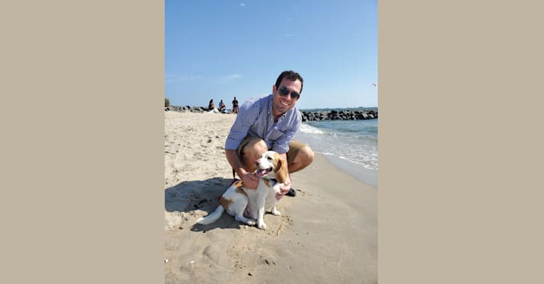 Tucker, a Beagle tested with EmbarkVet.com