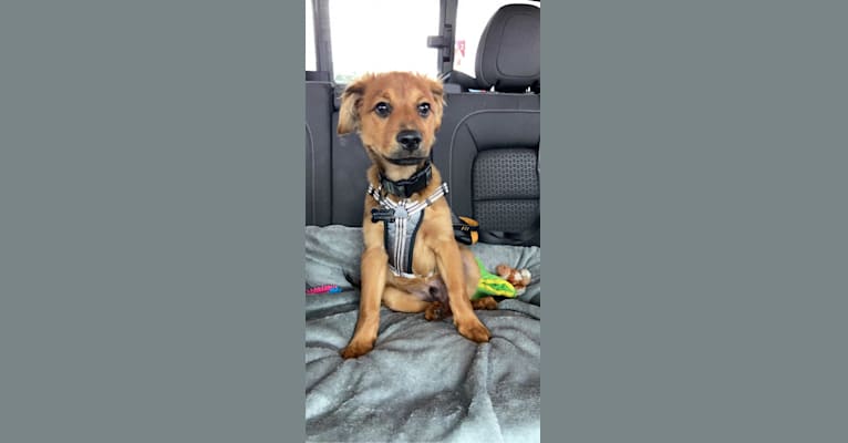 Photo of Mac, a Poodle (Small), Pug, Boxer, Shih Tzu, and Mixed mix in Manitoba, Canada