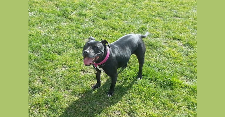 Leela, a Staffordshire Bull Terrier tested with EmbarkVet.com