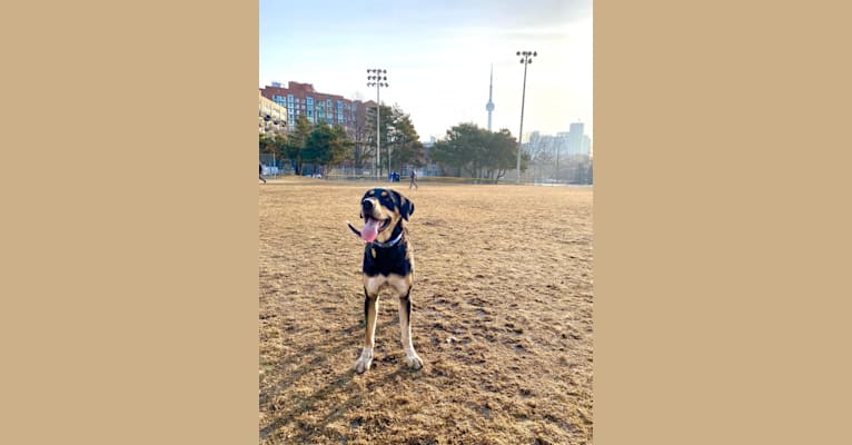 Photo of Billy, a Brittany, American Pit Bull Terrier, Pembroke Welsh Corgi, and Mixed mix in Paris, Texas, USA