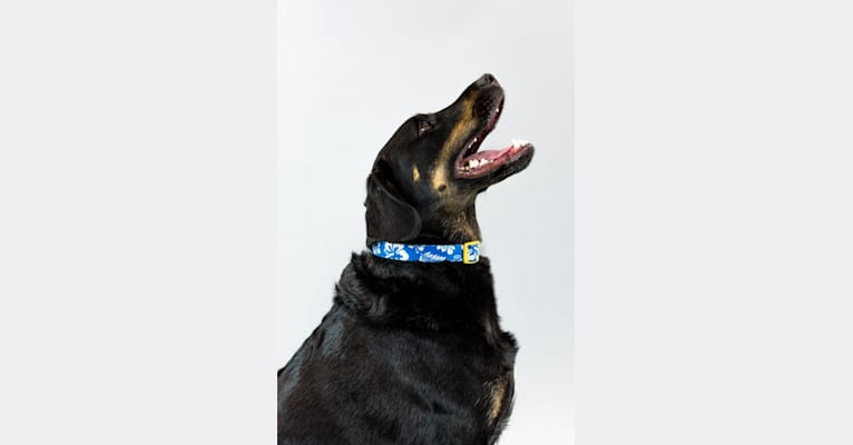 Comish, a Labrador Retriever and Staffordshire Terrier mix tested with EmbarkVet.com