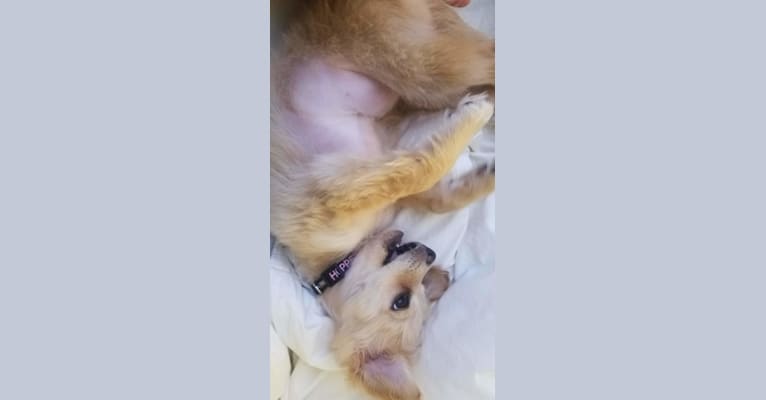 Hopper, a Chihuahua and Maltese mix tested with EmbarkVet.com