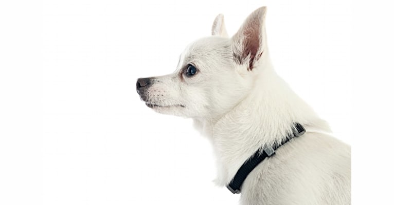Tofu, a Pomeranian and American Eskimo Dog mix tested with EmbarkVet.com