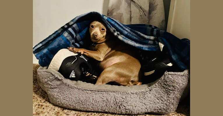 Roo, a Miniature Pinscher tested with EmbarkVet.com