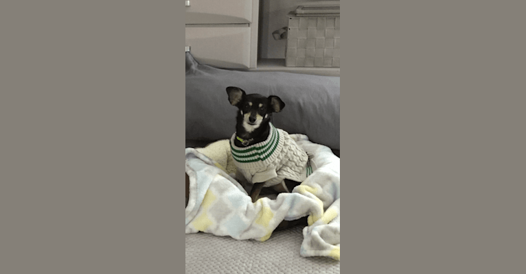 Jake, a Chihuahua and Dachshund mix tested with EmbarkVet.com