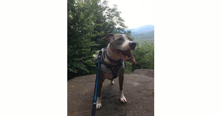 Rocko, an American Pit Bull Terrier tested with EmbarkVet.com
