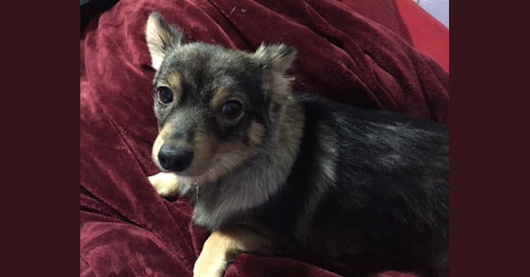 Molly, a Pomchi (23.6% unresolved) tested with EmbarkVet.com