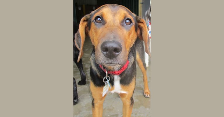 Chara, a Black and Tan Coonhound and Border Collie mix tested with EmbarkVet.com